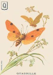 Q: Quadrille (Lithosia quadra nebo Lithosie quadrille)