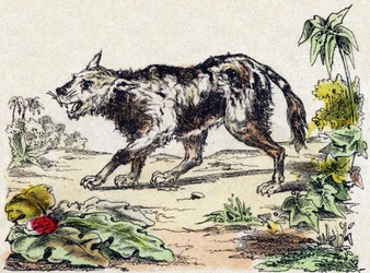 Quachy (druh lvího psa z Jižní Ameriky). Gravírování v „“Abeceda zvířat sauvages““. 9. série. Obrázky Epinal, Pellerin, tiskárna-nakladatel, kolem roku 1870. Rytiny na dřevě, šablona. 16 stran. Rozměr: 20 x 15 cm. Soukromá sbírka