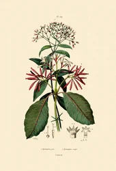 Chininové kůry, 1833-39