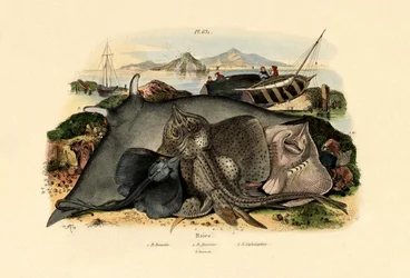 Rays, 1833-39