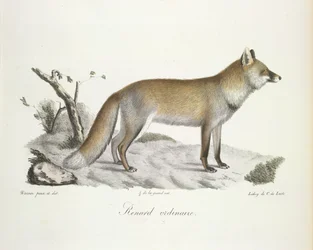 Obyčejná liška. Fox, z Natural History of savců (barva litho)