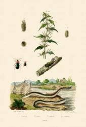 Drsný dvouzubec, 1833-39