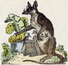 Sarigue (possum). Gravírování v „“Abeceda zvířat sauvages““. 9. série. Obrázky Epinal, Pellerin, tiskárna-nakladatel, kolem roku 1870. Rytiny na dřevě, šablona. 16 stran. Rozměr: 20 x 15 cm. Soukromá sbírka