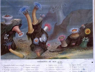 Sasanky, z knihy vydané Hachette (barevné litho)