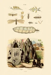 Mořský slimák, 1833-39