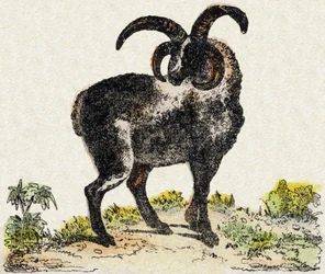 Ovce. Gravírování v „“Abeceda zvířat sauvages““. 9. série. Obrázky Epinal, Pellerin, tiskárna-nakladatel, kolem roku 1870. Rytiny na dřevě, šablona. 16 stran. Rozměr: 20 x 15 cm. Soukromá sbírka