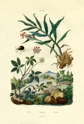 Lesklý pavoučí brouk, 1833-39