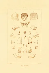 Kostra, 1833-39