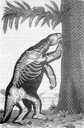 Kostra megatheria - v „Svět před stvořením člověka“ od Camille Flammarion