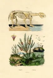 Lenost, 1833-39