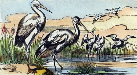 Čáp. Rytina "Buffon Alphabet des Oiseaux n 1". 3. série N 1. Zobrazování Epinalu, Epinal, konec 19. století. 16 stran. Rozměr: 28 x 21 cm