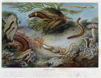 Sunapte de Duvernoy - v „“Le Monde de la Mer““ od Alfreda Fredola. vyd. Paříž, Hackette.