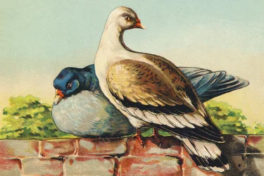 T jako Turtledoves