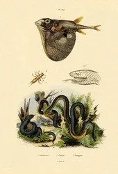 Taiwan Habu, 1833-39