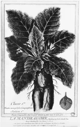 Mandragora