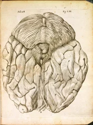 Struktura mozku, z De Homine Figuris od René Descartes (1596-1650), publikovaná v Haagu, 1662