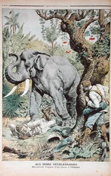 Tragický konec lovu slonů v Indii, ilustrace z Le Petit Journal, 25. listopadu 1906