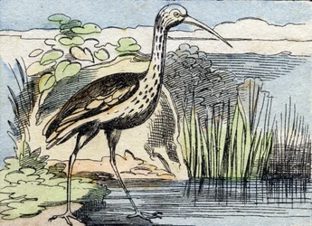 Kudrnatá . Rytina "Buffon Alphabet des Oiseaux n 2". 3. série N 2. Zobrazování Epinalu, Epinal, konec 19. století. 16 stran. Rozměr: 28 x 21 cm