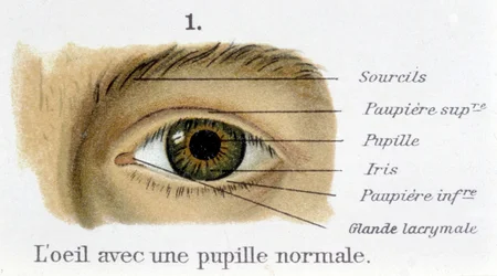 Oko s normální zornicí (detail)