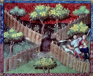 Miniaturní lov divočáků převzatý z „Knihy lovu““ od Gastona III. Phoeba, hraběte z Foix, lorda z Bearnu (1331-1391)