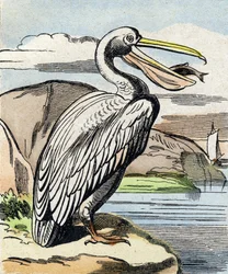 Pelikán. Rytina "Buffon Alphabet des Oiseaux n 1". 3. série N 1. Zobrazování Epinalu, Epinal, konec 19. století. 16 stran. Rozměr: 28 x 21 cm