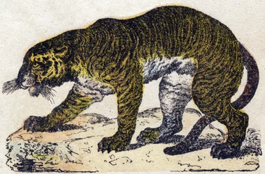 Tygr. Gravírování v „“Abeceda zvířat sauvages““. 9. série. Obrázky Epinal, Pellerin, tiskárna-nakladatel, kolem roku 1870. Rytiny na dřevě, šablona. 16 stran. Rozměr: 20 x 15 cm. Soukromá sbírka