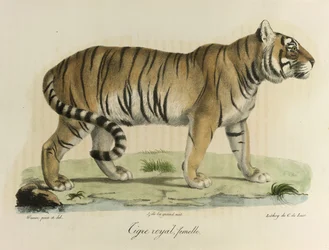 Královský tygr, samice. Samice královského tygra, z Natural History of savců (barva litho)