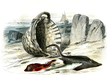 Trigle grondin (Trigle cuculus), treska bezvousá (merlangius merlangus), raie grondin (dipturus batis) - Deska extrahovaná z Histoire Naturelle od Bernarda Germaina de Lacepede (1856-1925), vydání P.Furme, Paříž