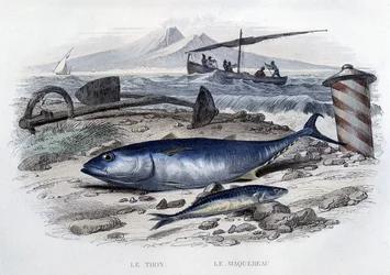 Tuna et mackereau - v “Histoire naturelle”” od Lacépède, T.II, ed. Furne et Cie, Paříž