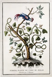 Turbith, rostlina z ostrova Zeilan, 1784