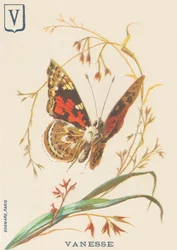V: Vanesse (Vanessa cardui nebo steplady nebo Vanesse du thistle)