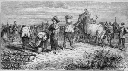 Vinařství v Medoku: sběr hroznů během sklizně. Rytina v „“ Le Monde Illustré““ č. 561 z 11. ledna 1868.
