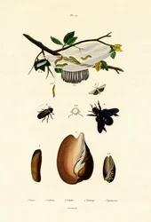 Volutová skořápka, 1833-39