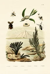 Vosa, 1833-39