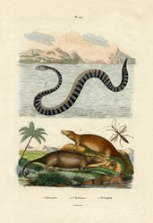 Vodní krysa, 1833-39