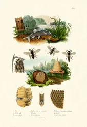 Bílý Aspe, 1833-39
