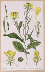Divoká hořčice (Sinapis Arvensis)