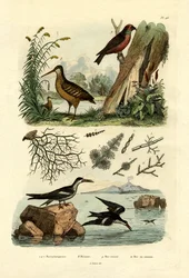 Sluka lesní, 1833-39
