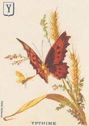 Y: Ypthime (Apatura ilia nebo Lesser Mars měnící se)