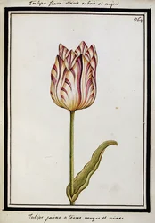 Žlutý tulipán s červenými a černými pruhy, cca 1700