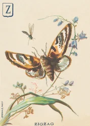 Z: Cikcak (Lymantria dispar nebo disparate Bombyx)