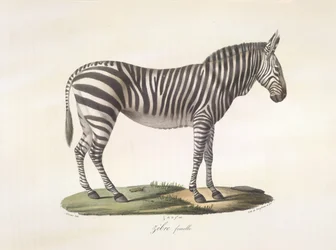 Žena zebra. Samice zebry, z přírodní historie savců (barva litho)