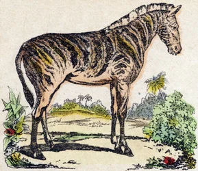 Zebra. Gravírování v „“Abeceda zvířat sauvages““. 9. série. Obrázky Epinal, Pellerin, tiskárna-nakladatel, kolem roku 1870. Rytiny na dřevě, šablona. 16 stran. Rozměr: 20 x 15 cm. Soukromá sbírka