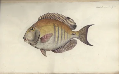 Chaetodon chirurgus, před rokem 1787