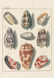Nový systematický kabinet conchylia, 1768.