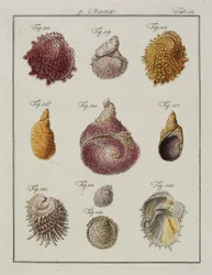 Mořské mušle: Chamae, Pinnae, z Neues systematisches Conchylien-Cabinet, 1784 (ručně kolorovaný lept a rytina)