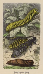 Smrtihlav (barevná rytina)