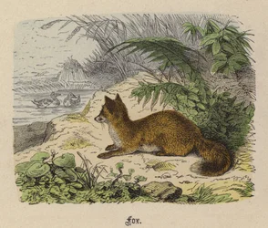 Fox (barevné rytí)