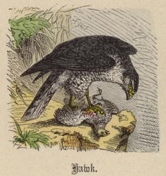 Hawk (barevná rytina)