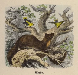 Kuna (barevné rytí)